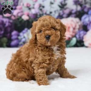 Teddy, Miniature Poodle Puppy